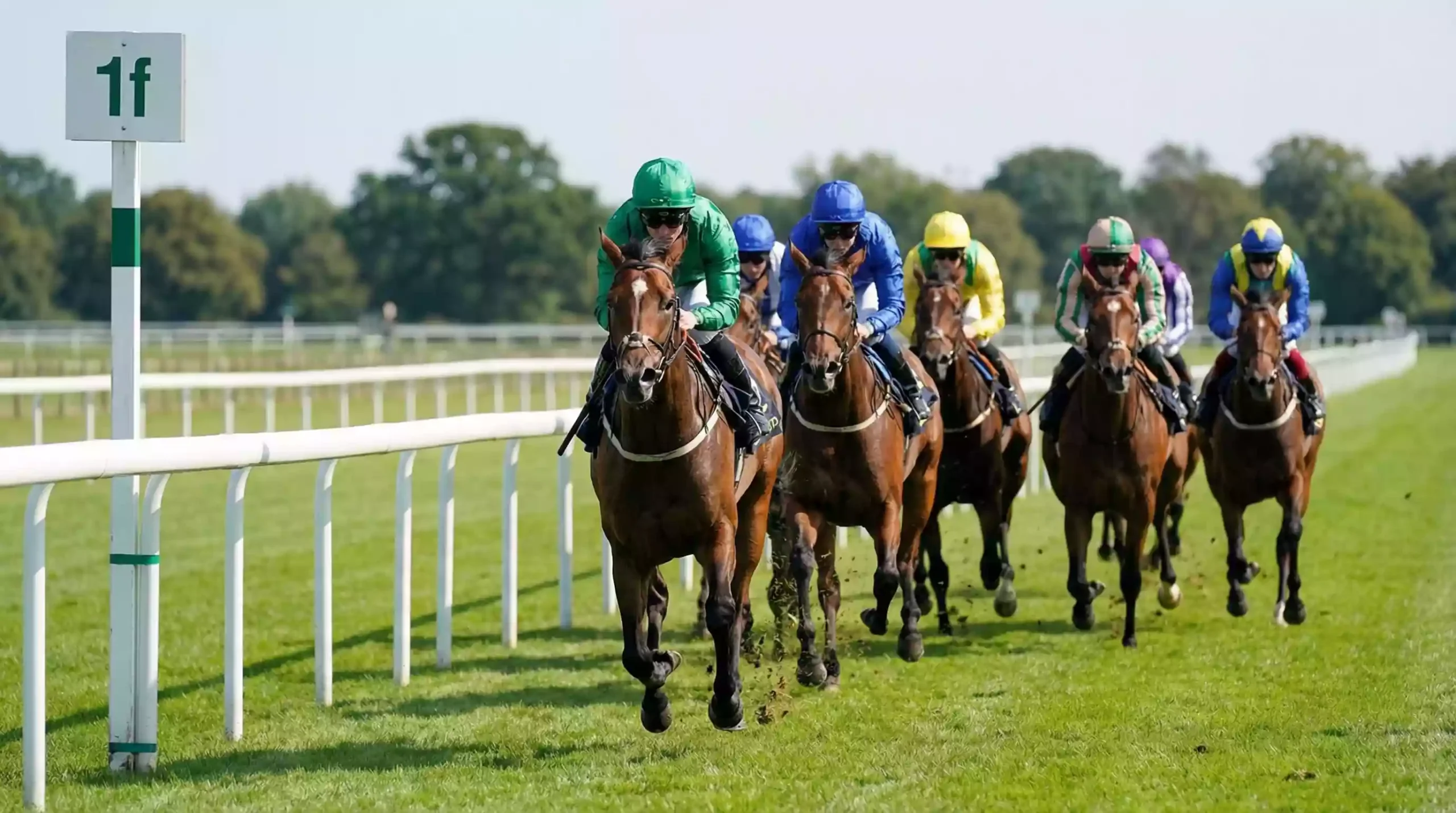 Horses racing on Windsor's near-straight sprint course over five furlongs on turf
